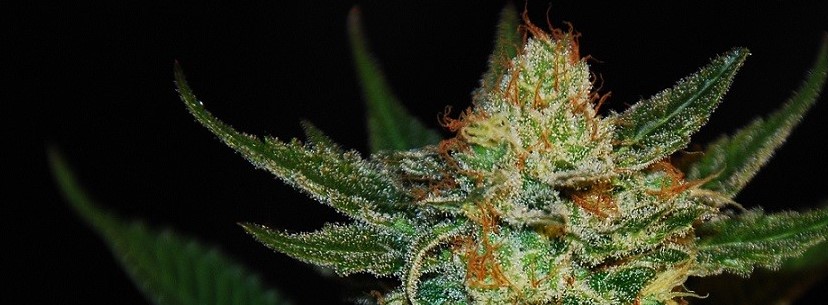 Jack Herer Effects