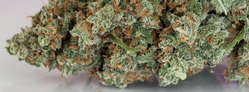 Jack Herer Reaction