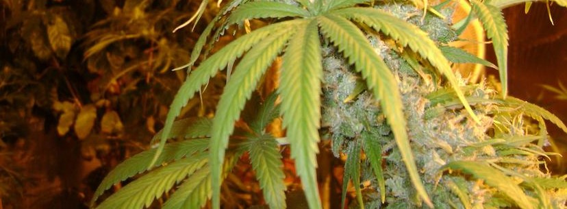 Jack Herer, The Legend Named After The Legend