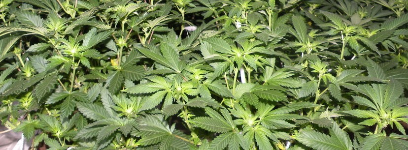 Lemon Haze Effects