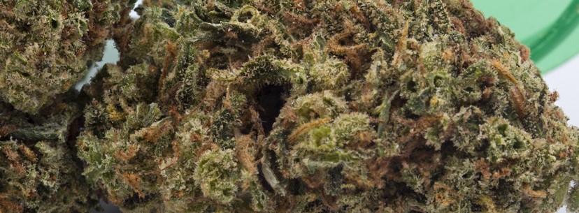 Lemon Haze Fragrance