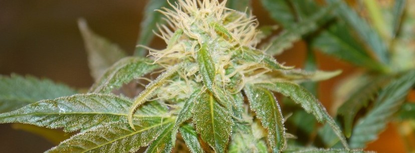 Lemon Haze Growing