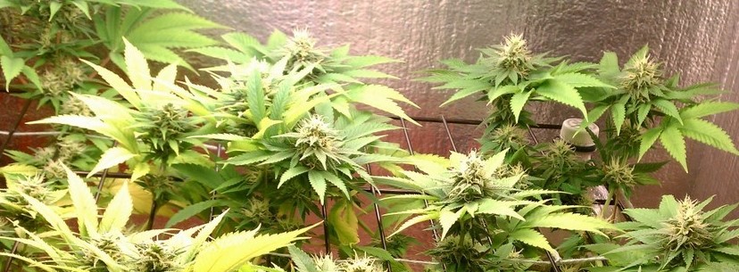 Master Kush