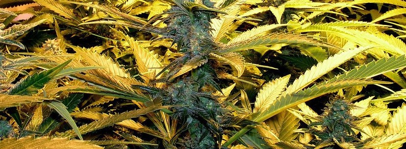 Master Kush