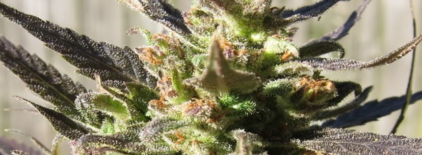Master Kush