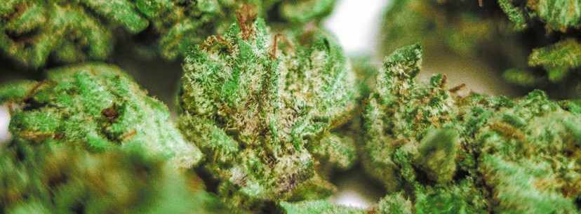 Master Kush