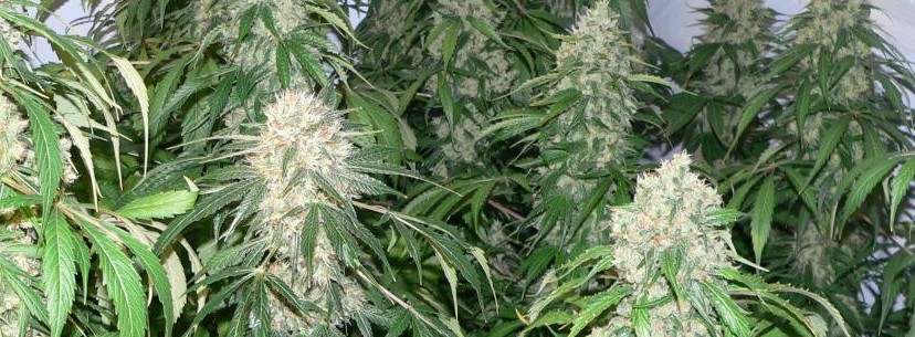 Northern Lights Medical