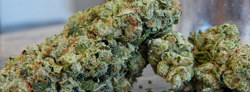Northern Lights strain