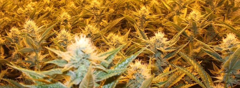 OG Kush Fragrance