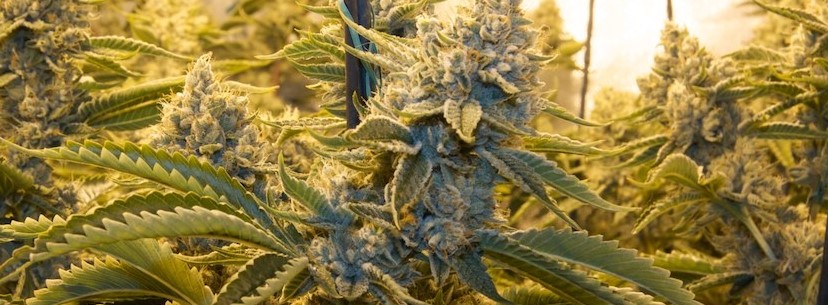 OG Kush Growing