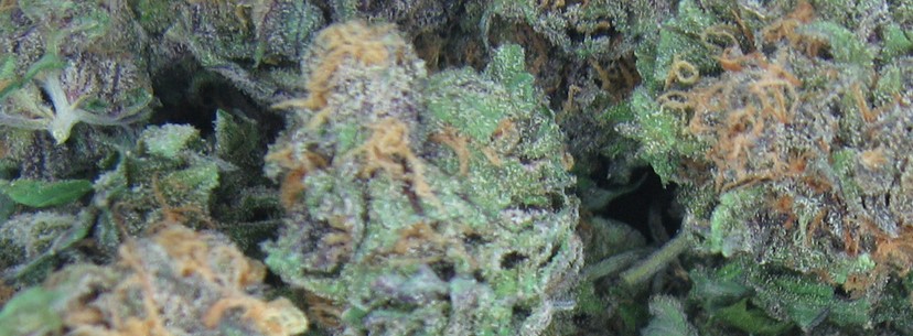 OG Kush, The Celebrity Among The Strains