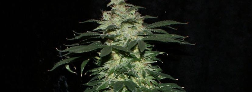 Pineapple Express Effects