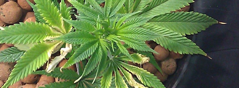 Pineapple Express Growing