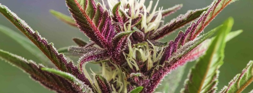 Purple Kush Effects