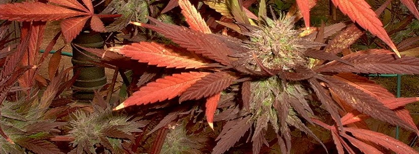 Purple Kush Growing