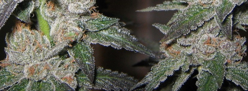 Purple Kush Medical