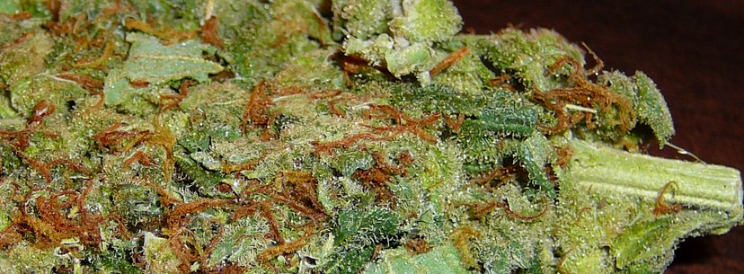 Sour Diesel Effects