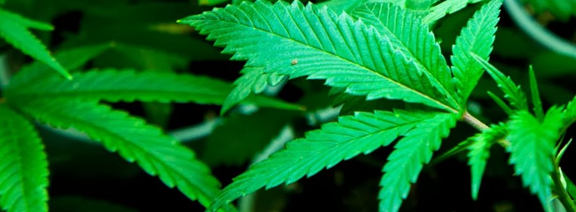 Sour Diesel Growing