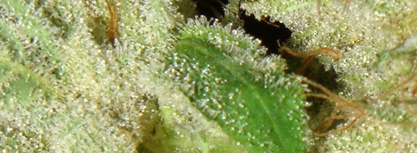 Sour Diesel Reaction