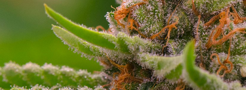 Strawberry Cough Effects