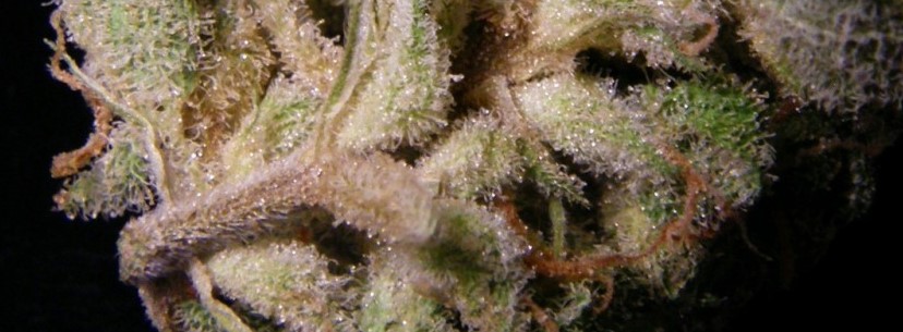 Strawberry Cough Fragrance