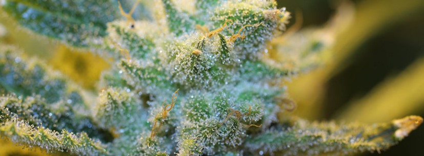 Super Lemon Haze