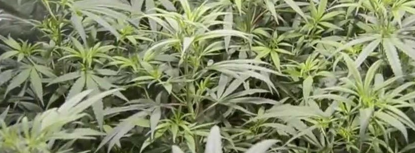 Super Lemon Haze Growing