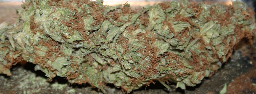 Super Silver Haze