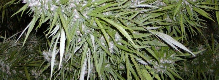 Super Silver Haze Fragrance
