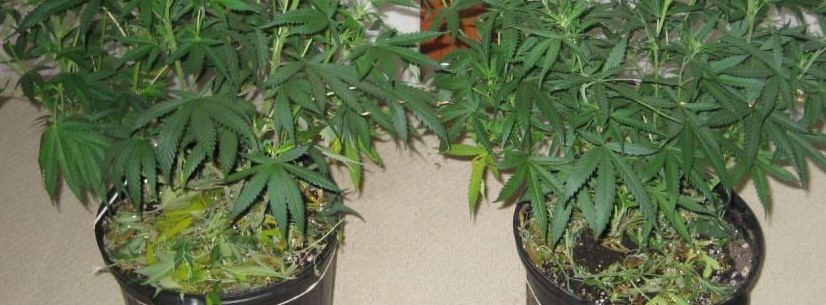 Super Silver Haze Growing