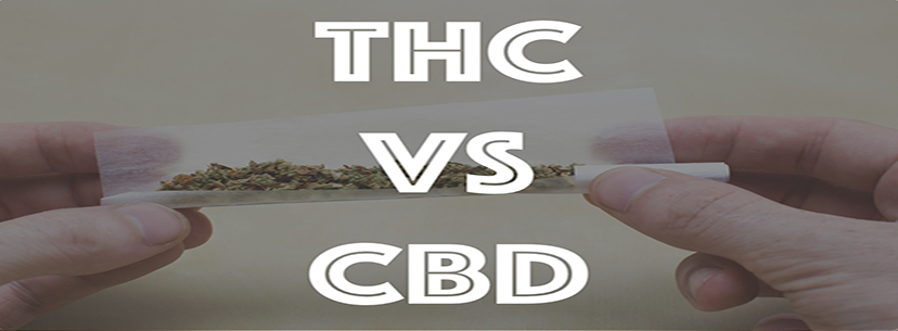CBD vs. THC