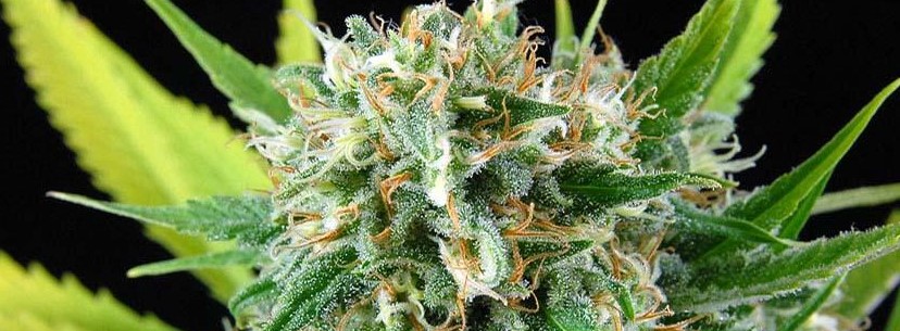 Amnesia Haze