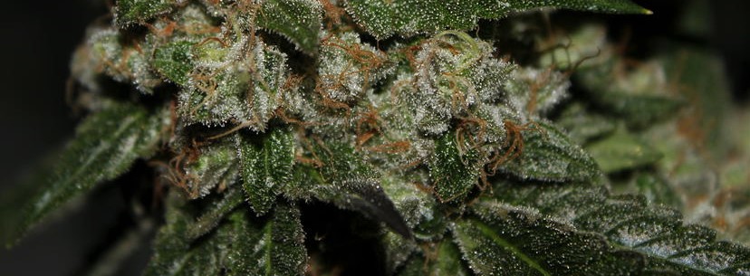 Trainwreck Effects