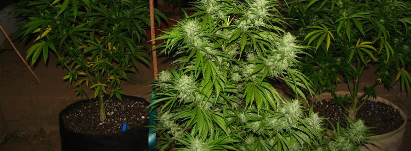Train Wreck Growing