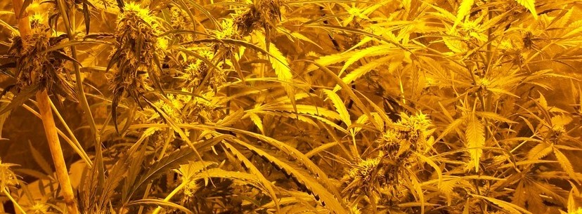 White Widow, The Crystallized Mood-Lifter