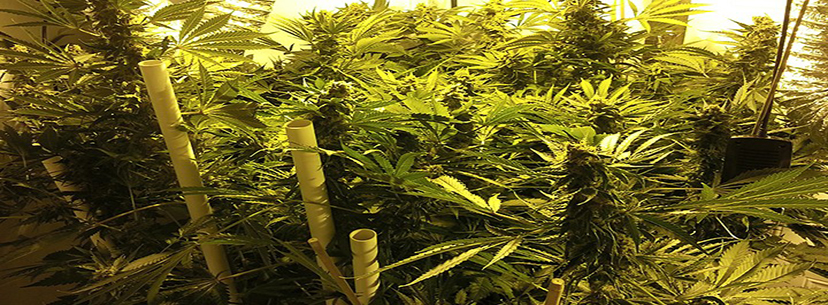 blue dream plants cannabis