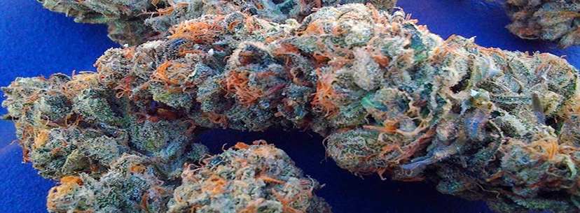 Blue Dream seeds