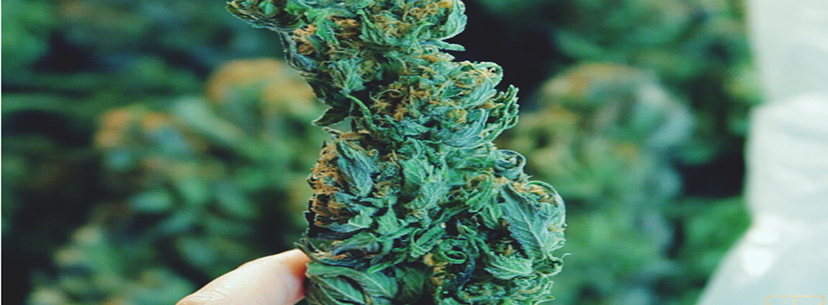 growing blue dream
