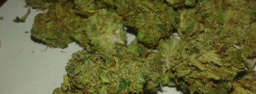 Harvest time super skunk