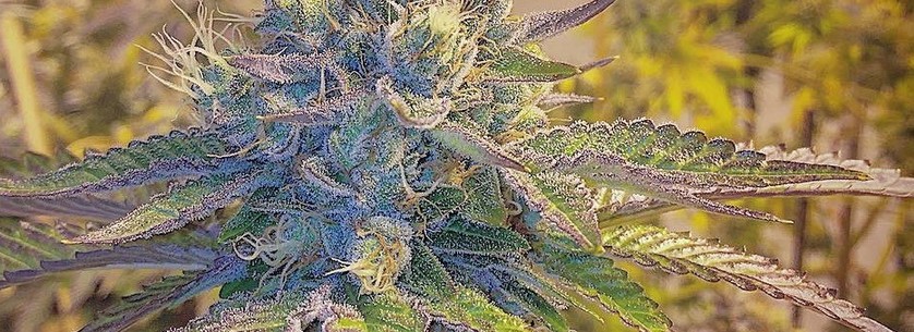 Medical use of Girl Scout Cookies