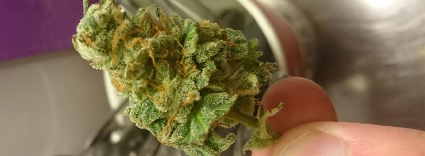 Super Skunk bud