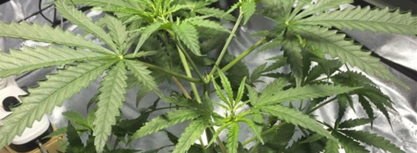 Super Skunk plant