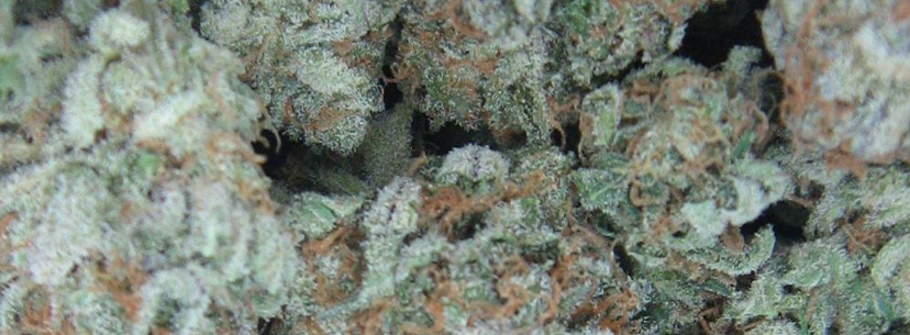 White Widow plant buds