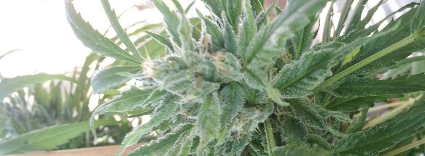 ACDC Growing
