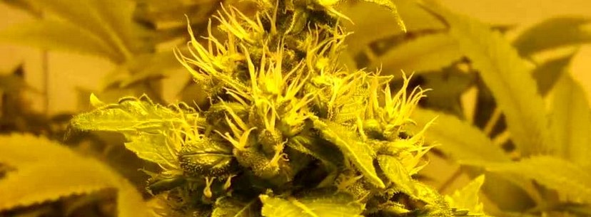 Afghan Kush