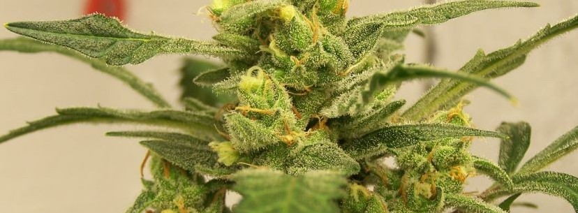 Afghan Kush Growing