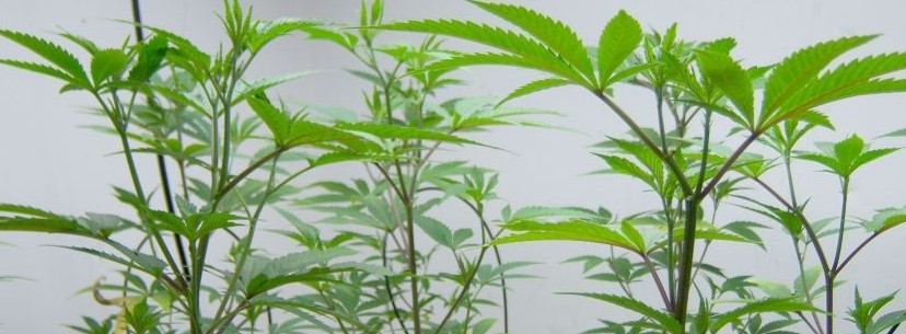 Agent Orange