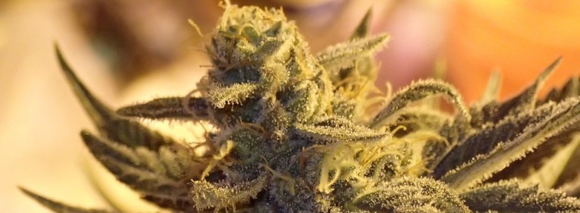 Agent Orange Growing