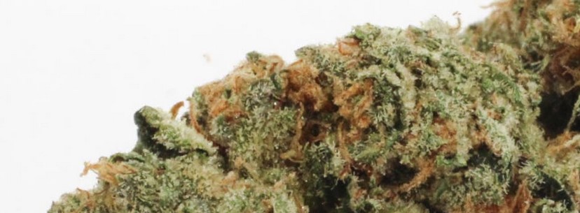 Animal Cookies Effects