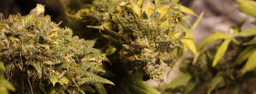 Animal Cookies Growing